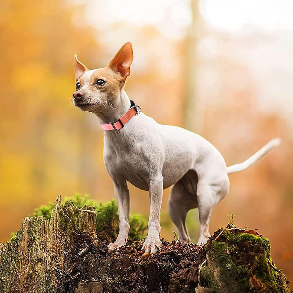 Roses&Poetry tag loop detail enables easy tag or leash attachment.