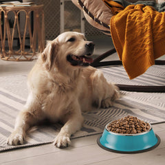 Roshtia stainless steel bowls with smooth upper rims for pet safety during meals