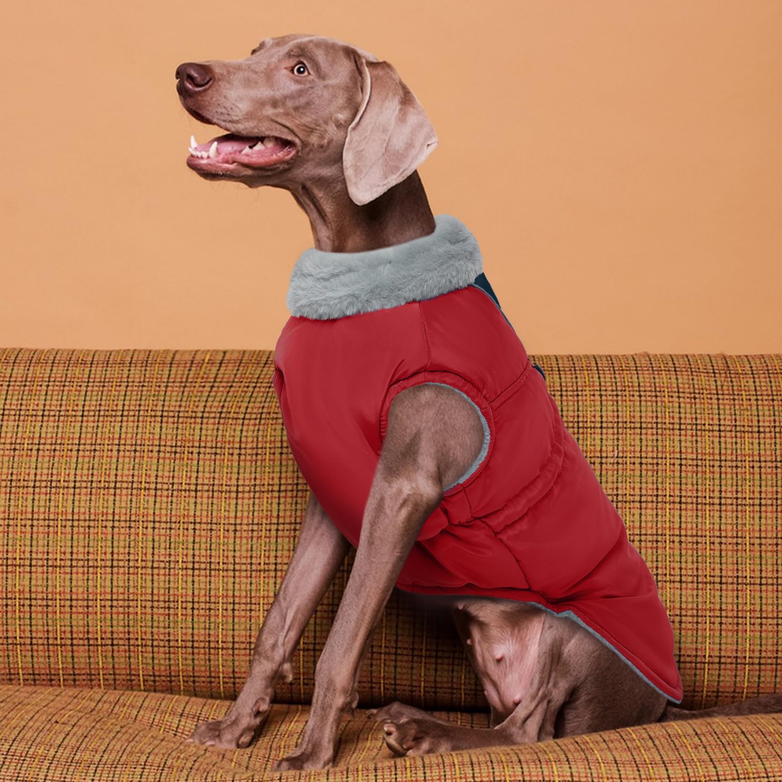 ROZKITCH dog jacket D-ring back for easy leash attachment.