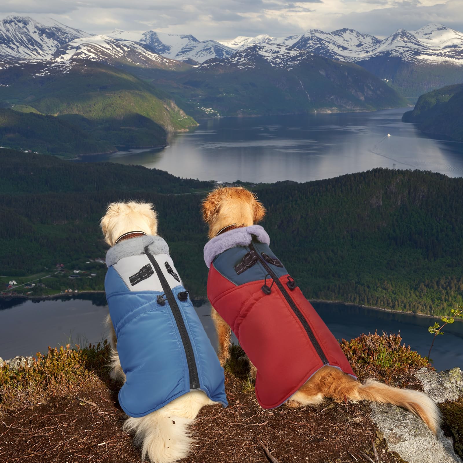 ROZKITCH dog jacket elastic back legs keep coat in place.
