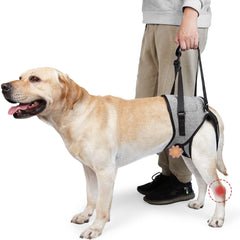ROZKITCH Dog Lift Harness front view highlighting secure gait support