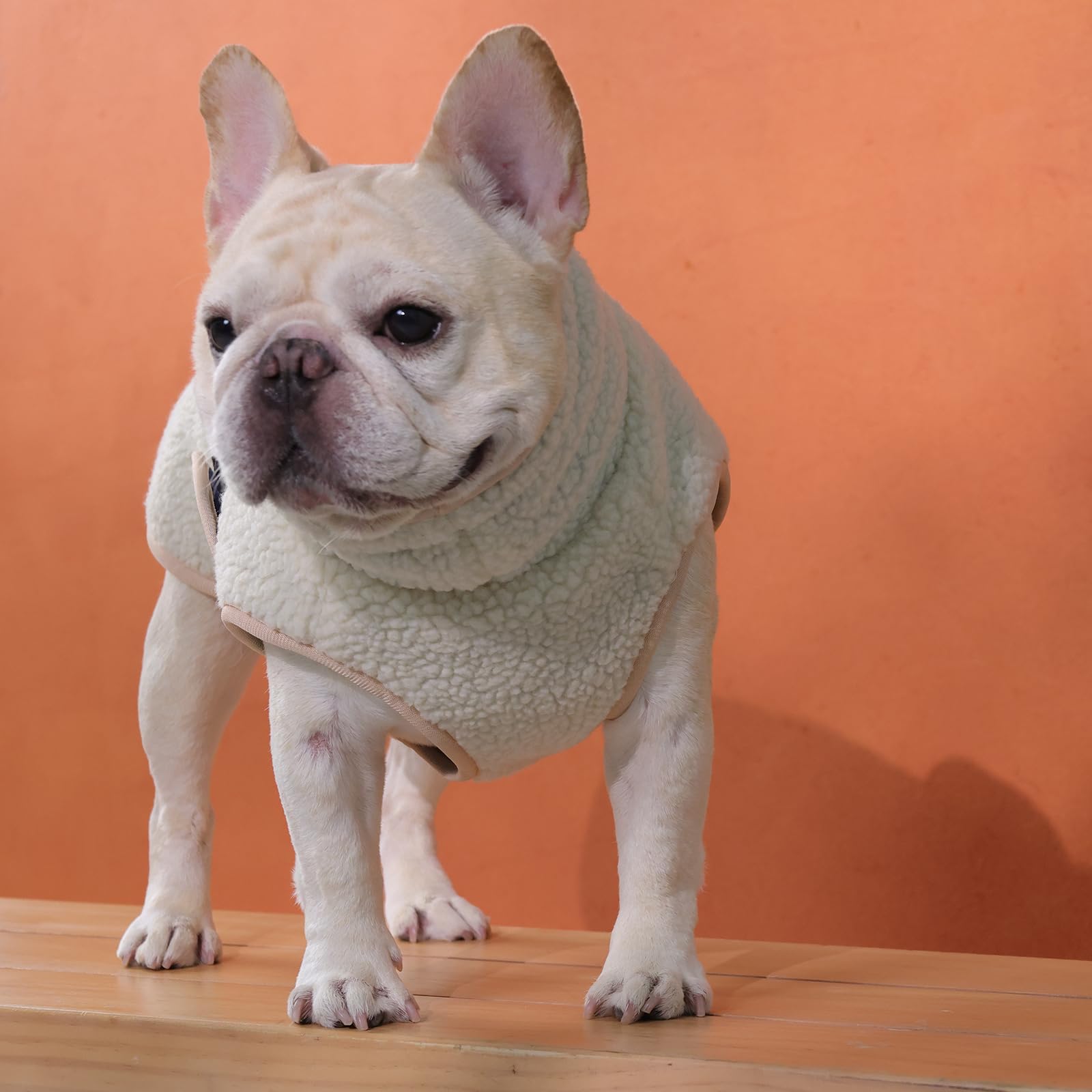 ROZKITCH small-breed coat in dark blue enhances daily outdoor adventures