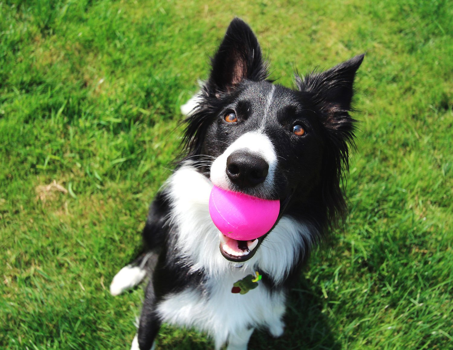 Ruff Dawg Ball XL neon side view boosts visibility for outdoor play.