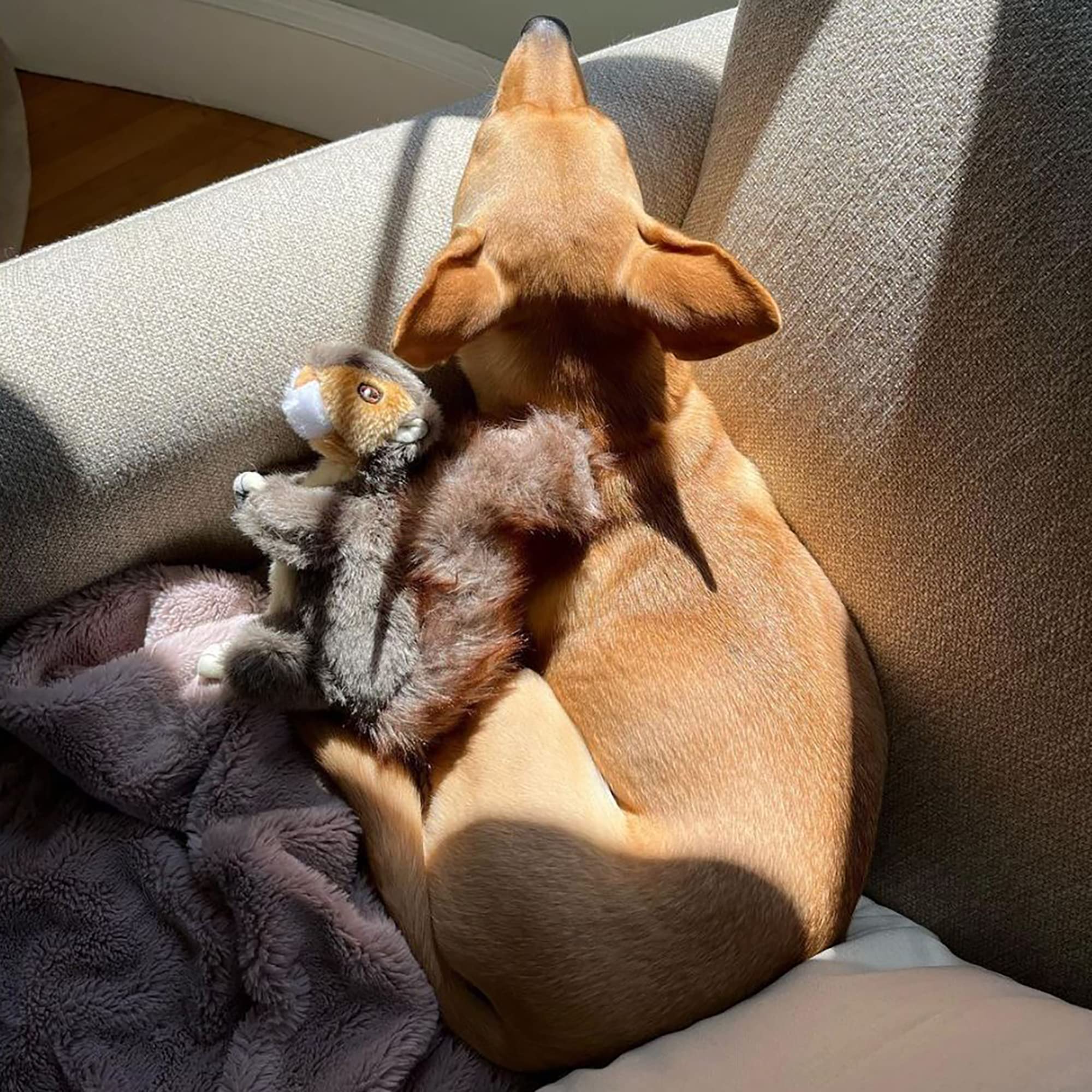 RUFFIN' IT Reaowazo Woodlands Plush Squirrel Toy fetch-friendly for small and medium dogs.