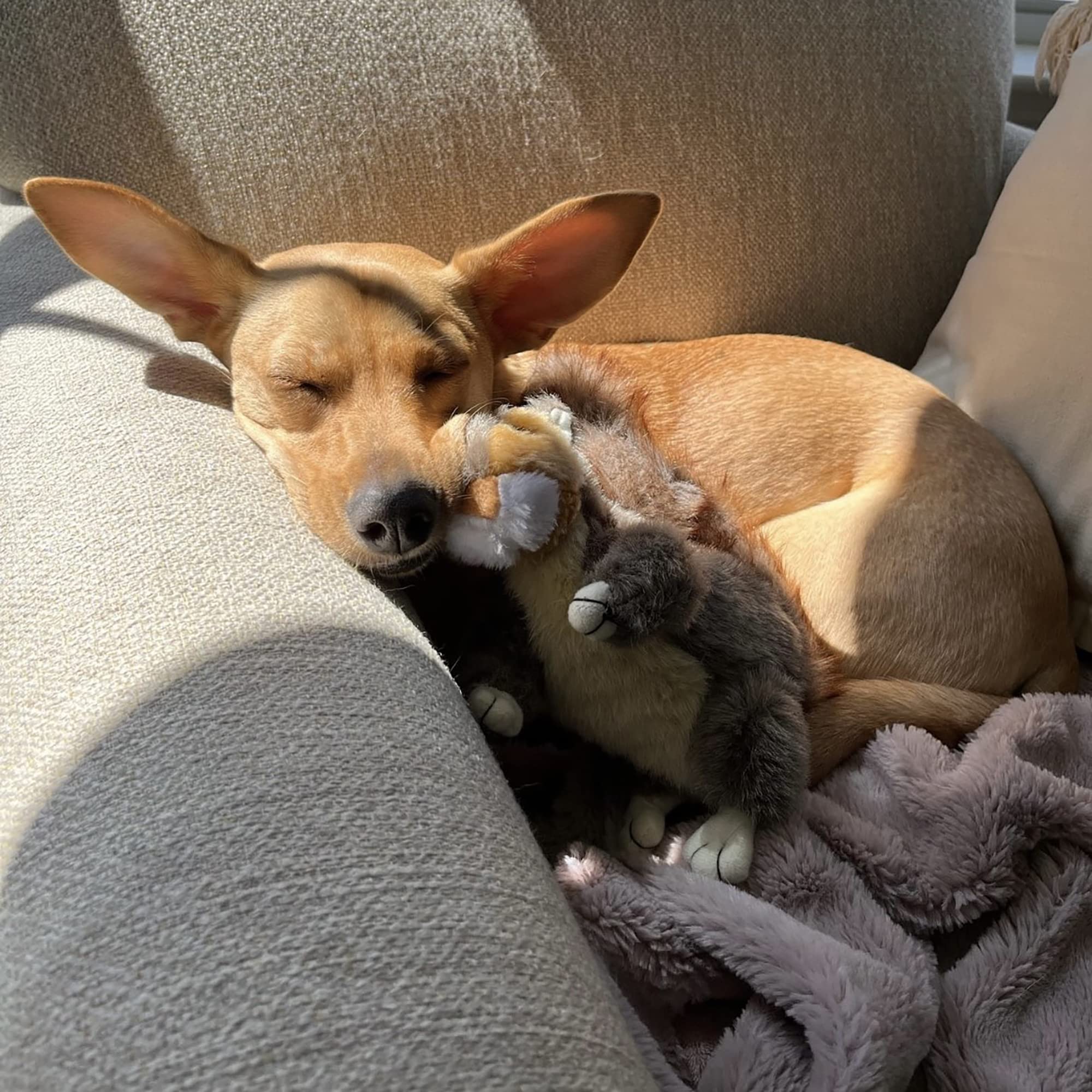 RUFFIN' IT Reaowazo Woodlands Plush Squirrel Toy built-in squeaker enhances interactive play.