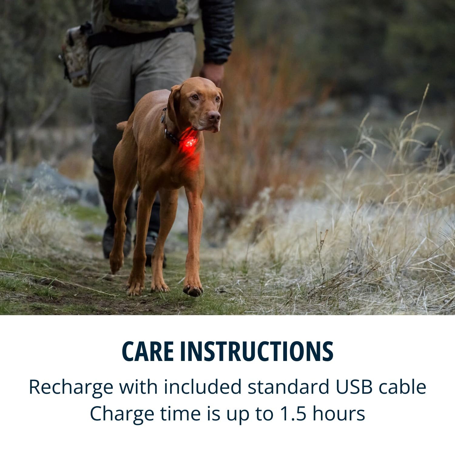 Ruffwear Beacon Light shows color-tagged visibility to track multiple dogs.