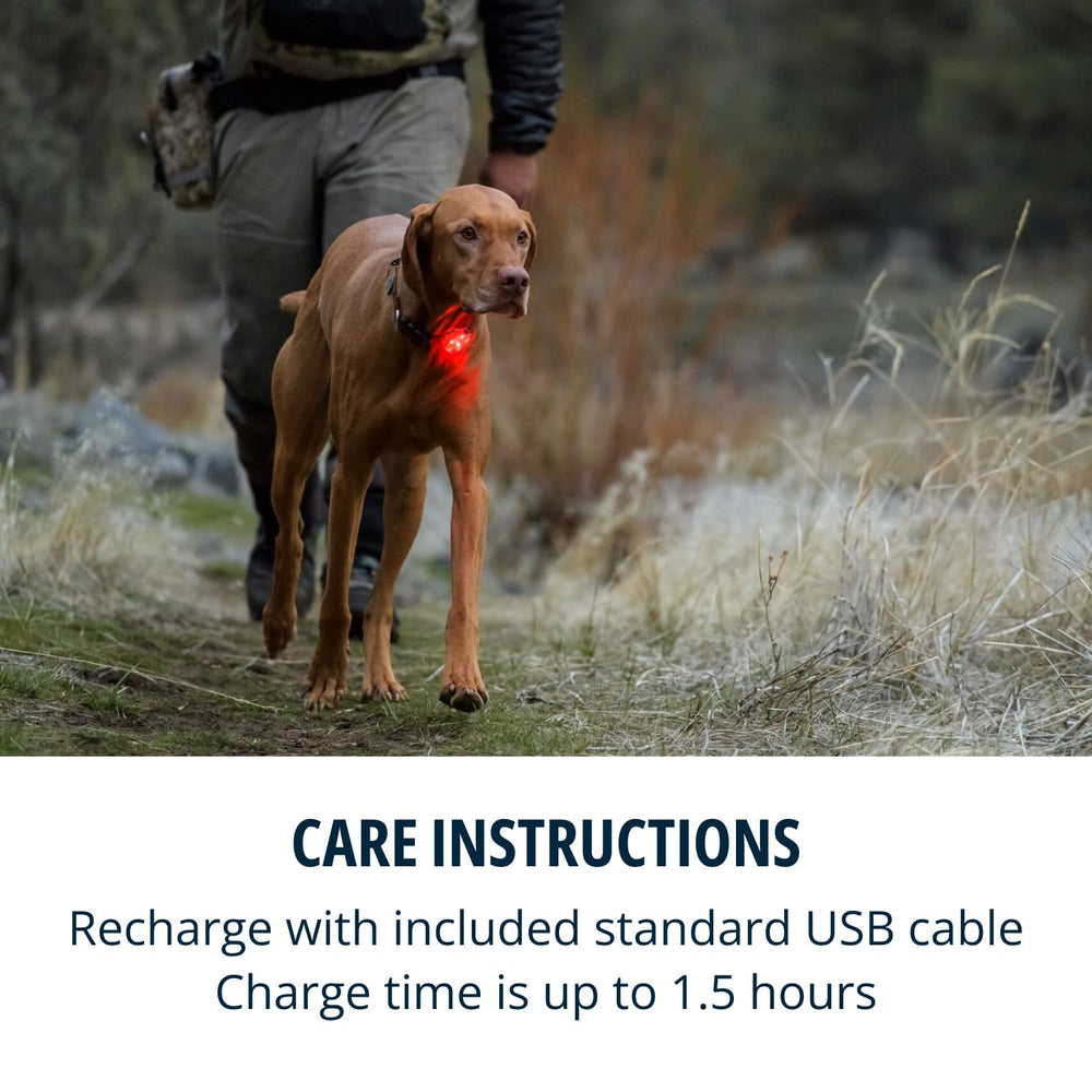 Ruffwear Beacon Light shows color-tagged visibility to track multiple dogs.