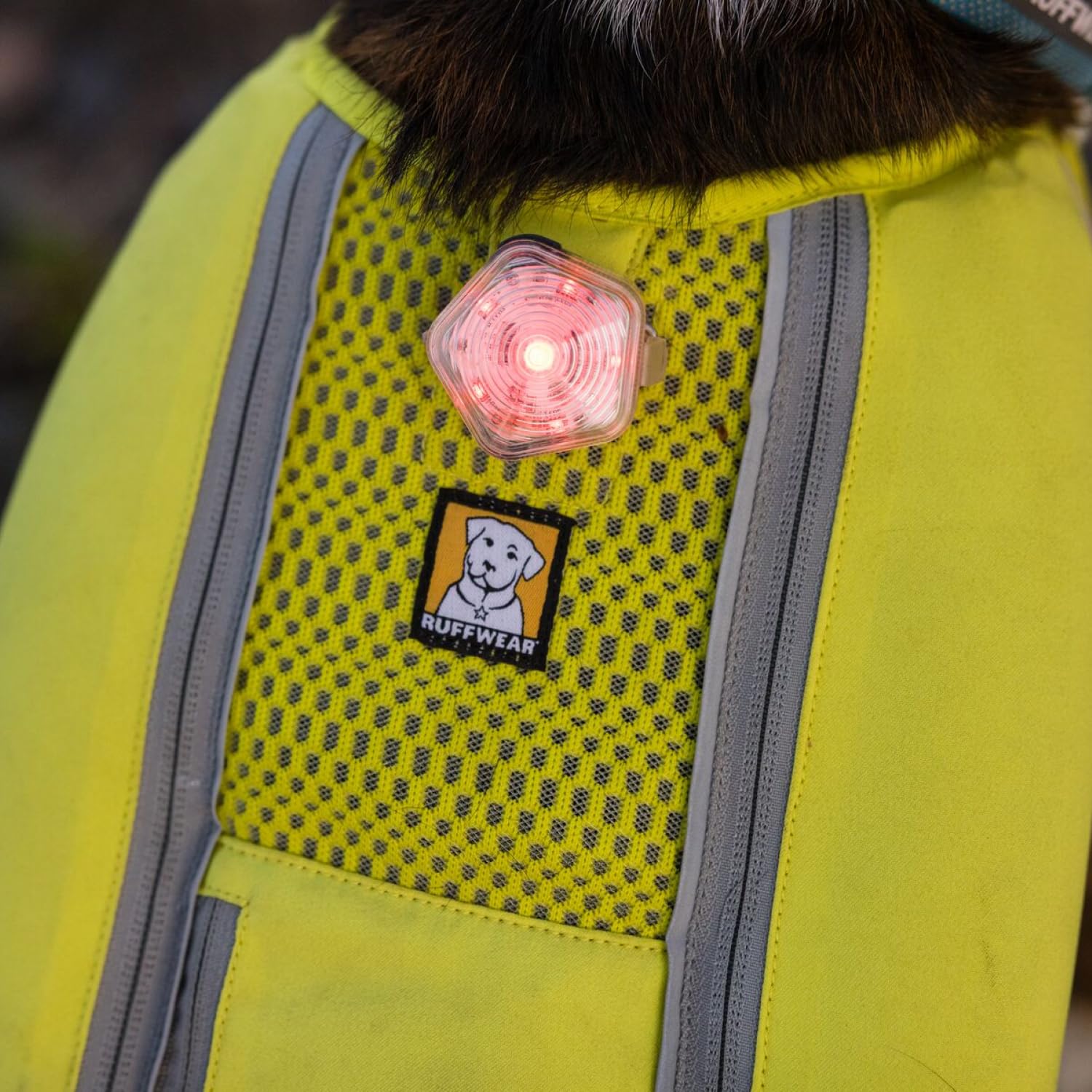 Ruffwear Beacon Light attached via Quick Clip for versatile collar compatibility.