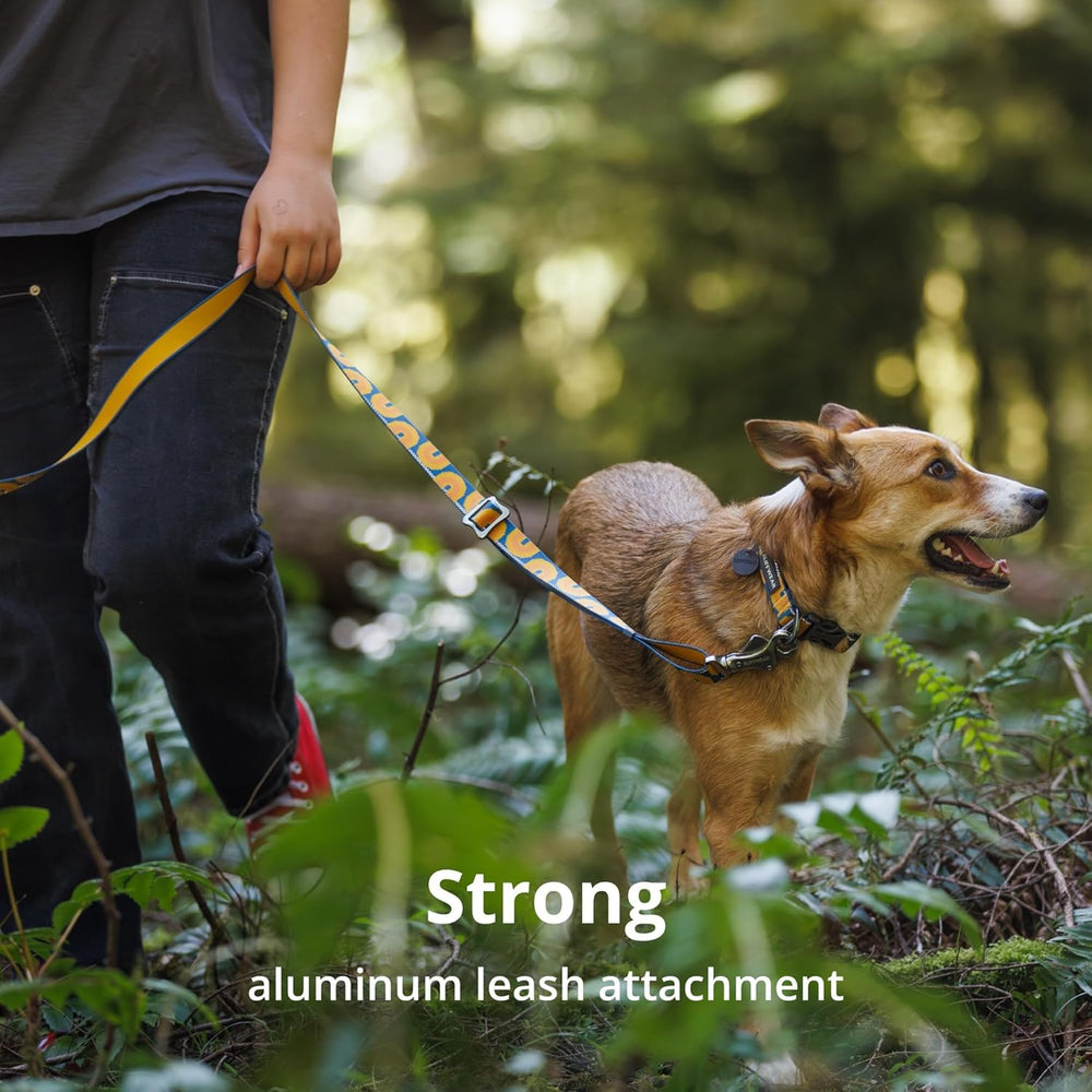 Ruffwear Crag Collar on-dog during dusk walk showcases reflective safety