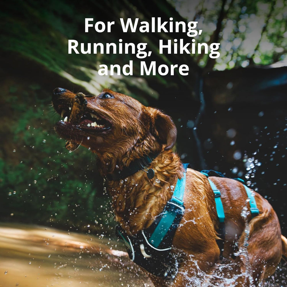 Ruffwear Flagline harness back with V-ring illustrates versatile leash options