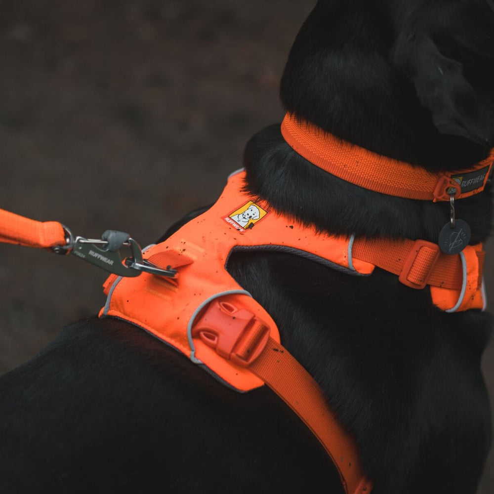 Ruffwear Front Range harness with reflective trim for low-light visibility