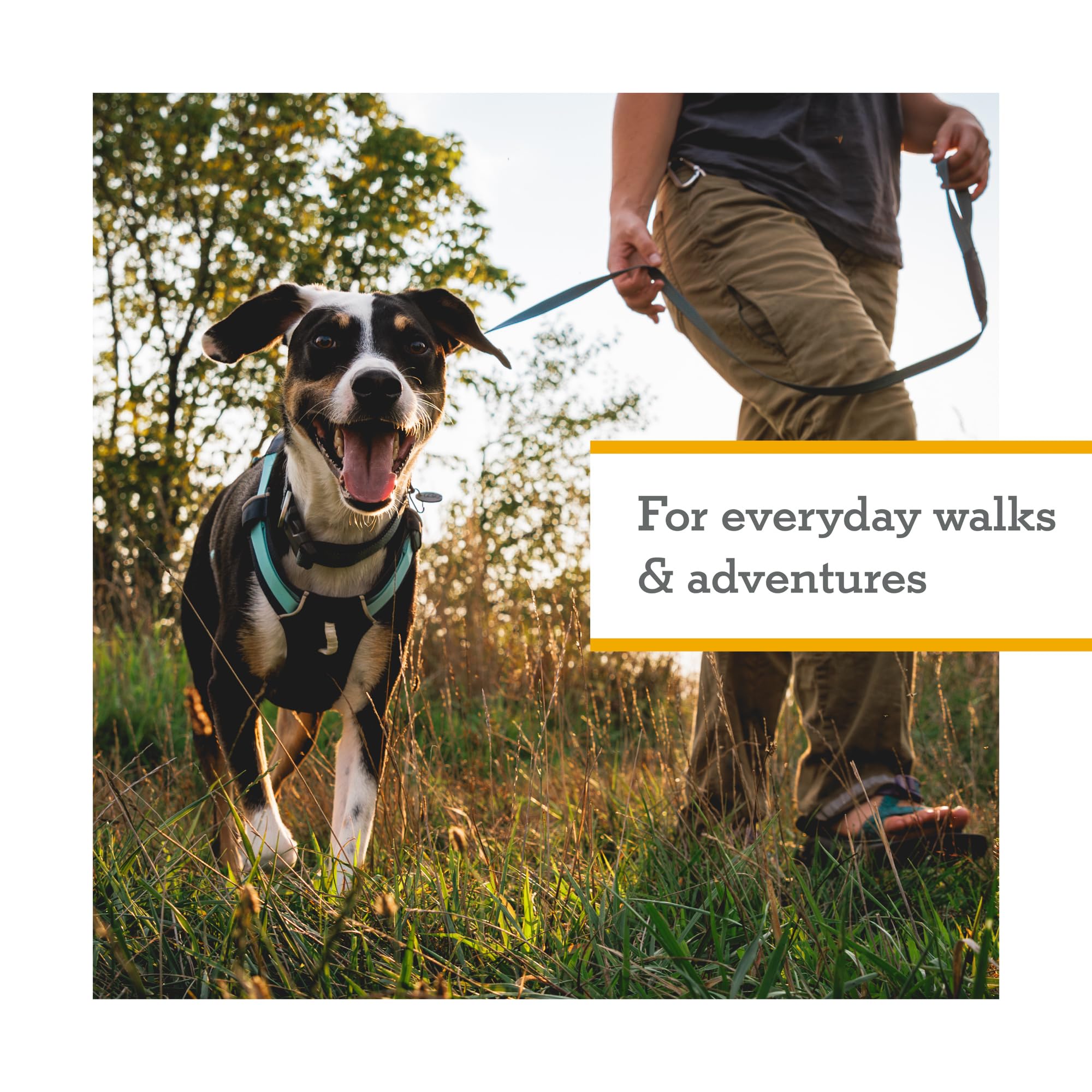 Ruffwear Hi & Light basalt gray on dog showing low-profile comfortable fit