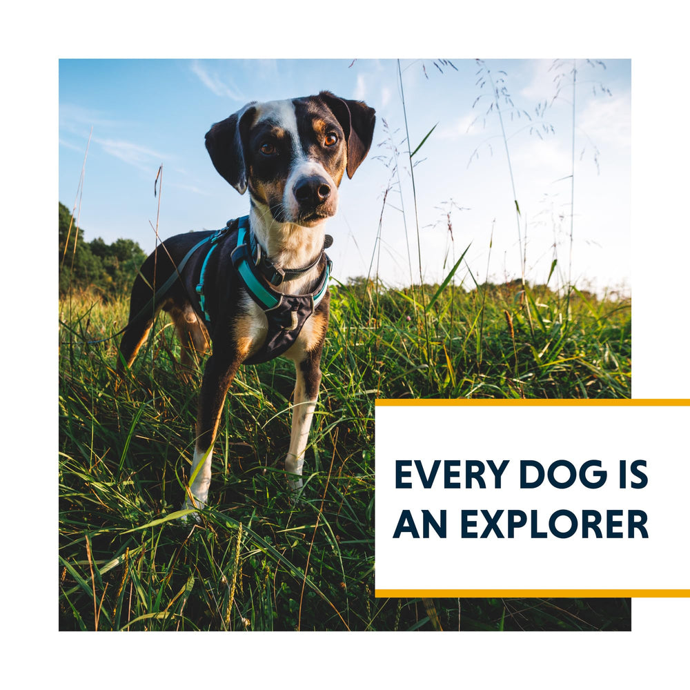 Ruffwear Hi & Light on a fast-moving dog emphasizing lightweight comfort