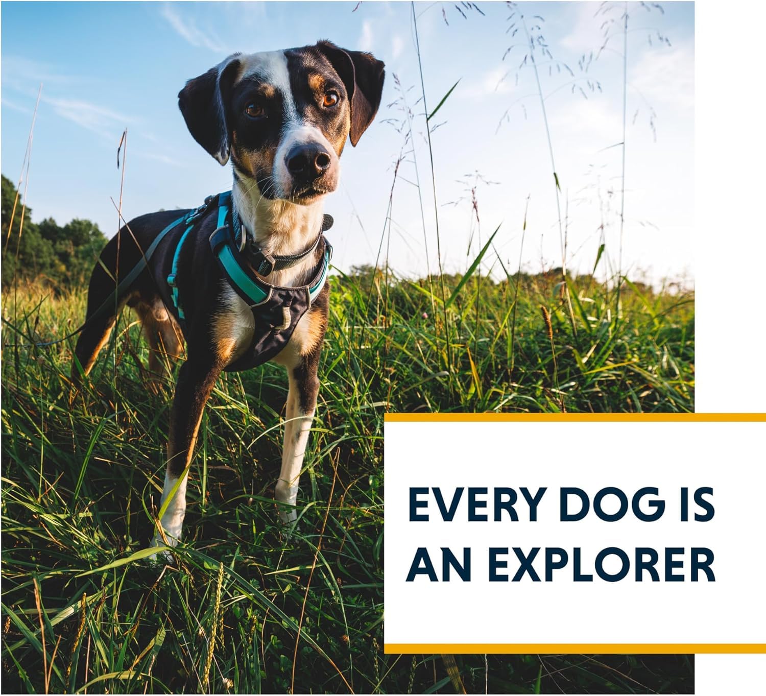 Ruffwear Hi & Light front-clip aids training and control