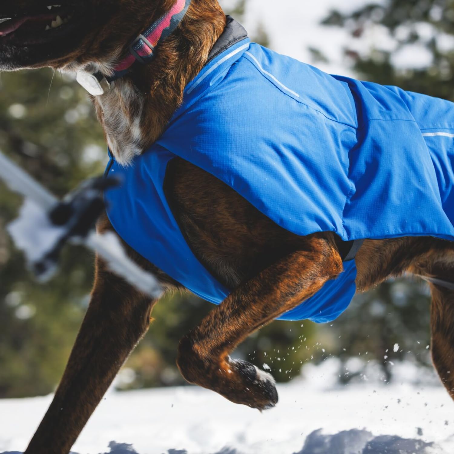 Ruffwear Vert Dog Winter Jacket adjustable-fit ensures secure wear over sweaters.