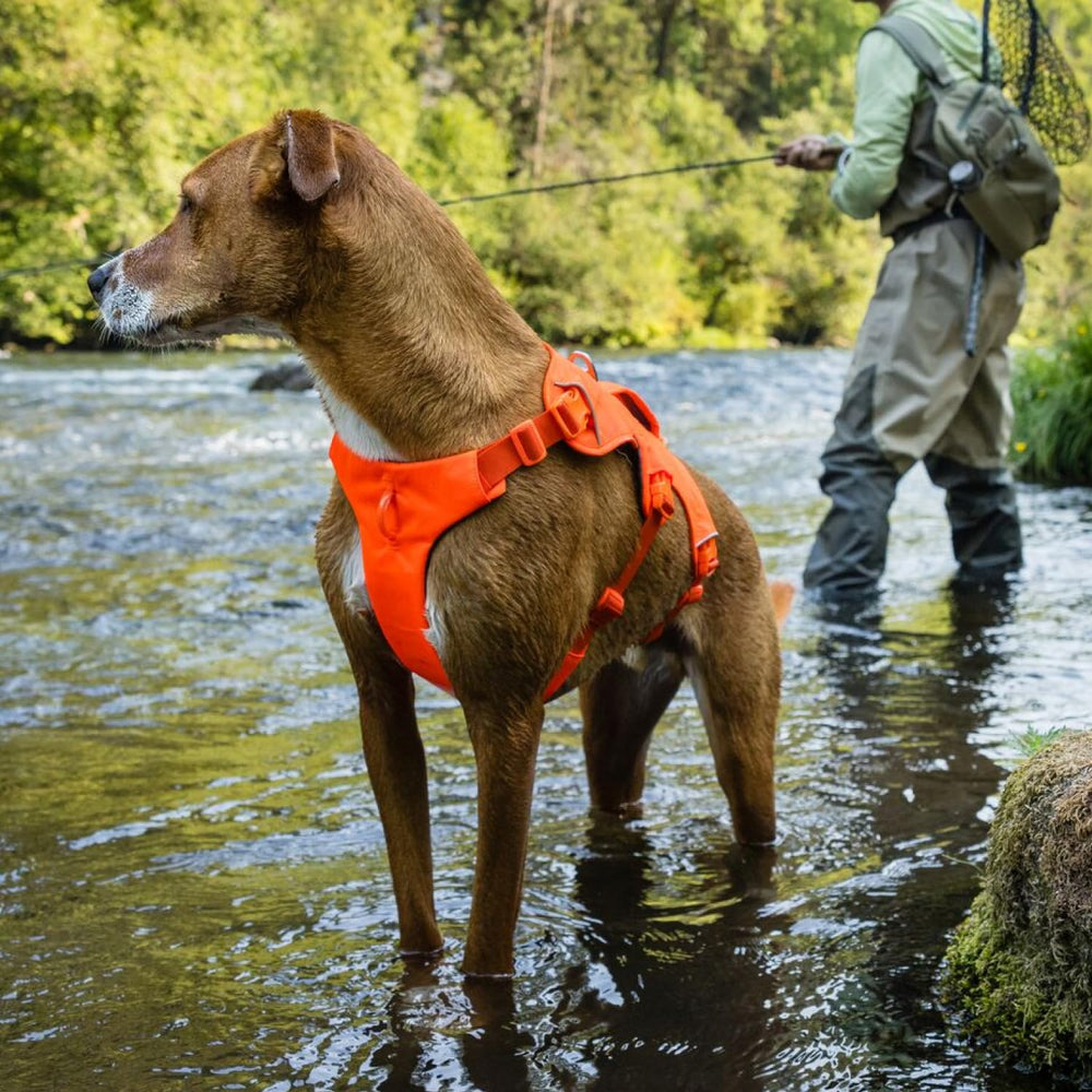 Ruffwear Web Master harness full-body support distributes weight evenly