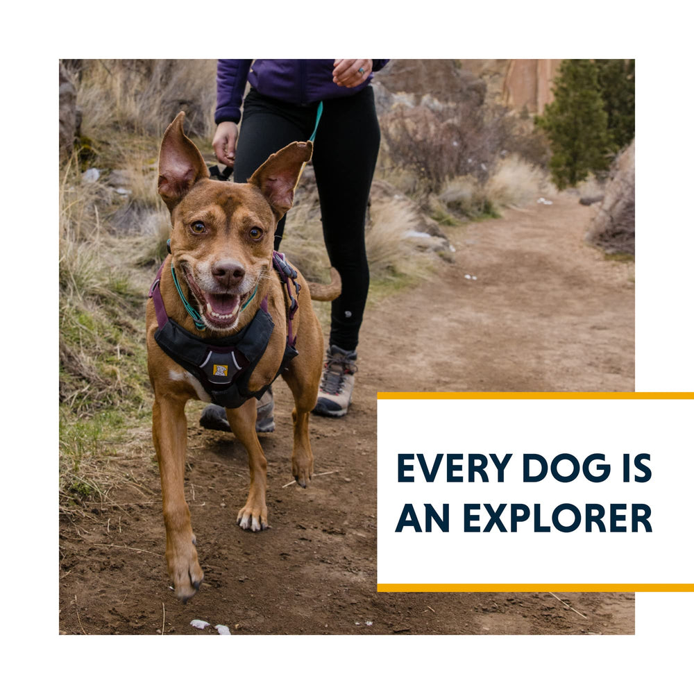 Ruffwear Web Master harness with reflective trim for visibility.