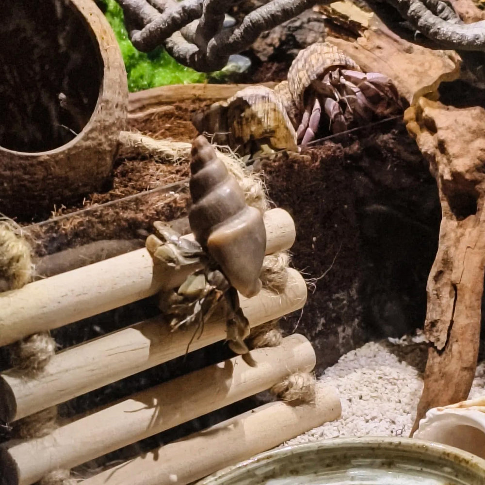 RUNANIA reptile-toy-bell-ball image provides tactile play and mental stimulation
