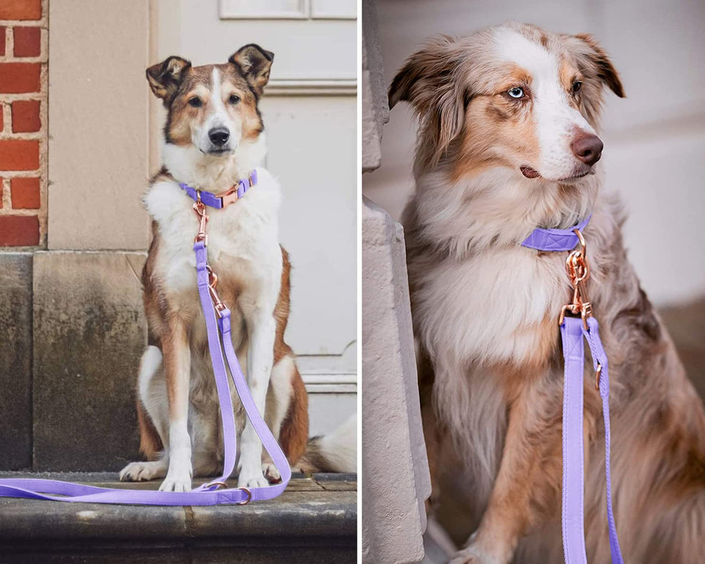 Runwing 6.6-foot leash with rose gold clip for secure daily walks.