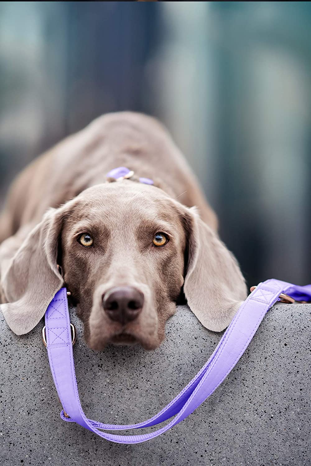 Measuring guide for Runwing collar ensures proper sizing and safe wear.