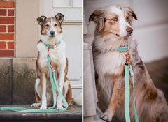 Runwing 6 ft mint green dog leash for versatile control