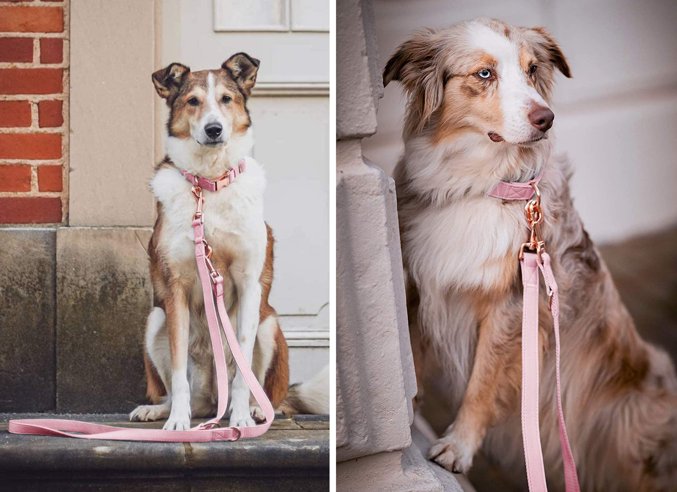 Runwing 6-foot pink leash showing easy control and versatility