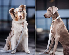 Runwing soft leather leash 66-foot length enables comfortable control during walks