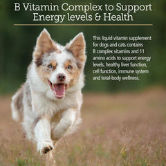 Amino B Plex served with cat food to support vitality