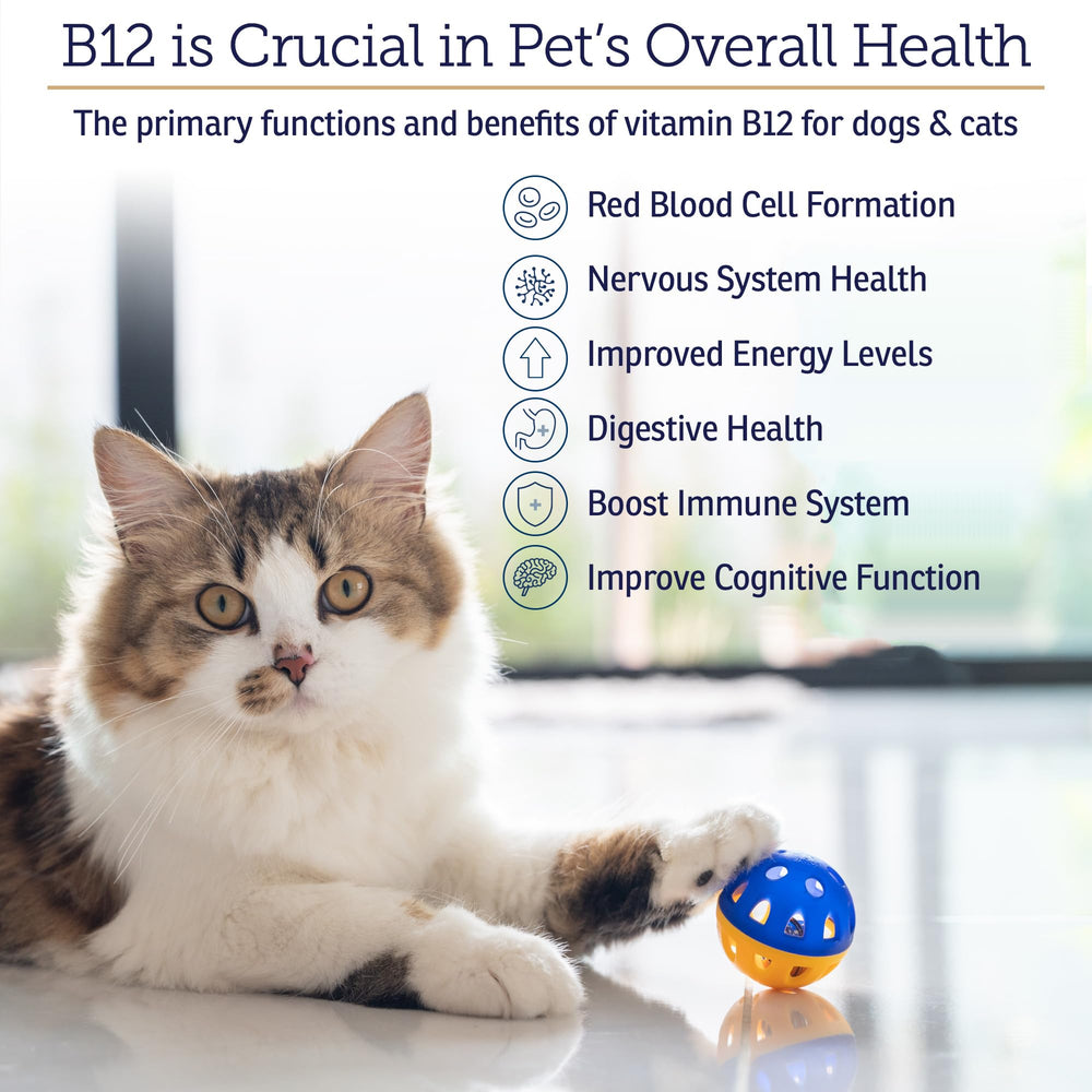 Rx Vitamins B12 dog food mix demonstrates easy supplementation for digestion.
