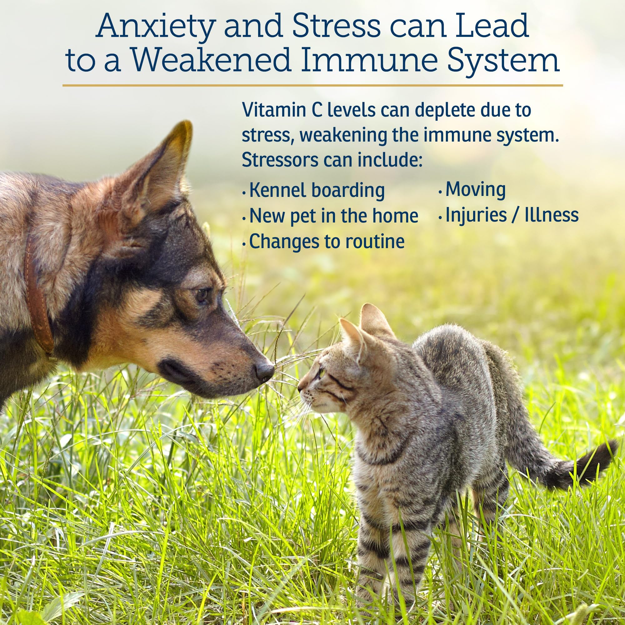 Rx Vitamins Bio-C bottle close-up with dosage context for dogs