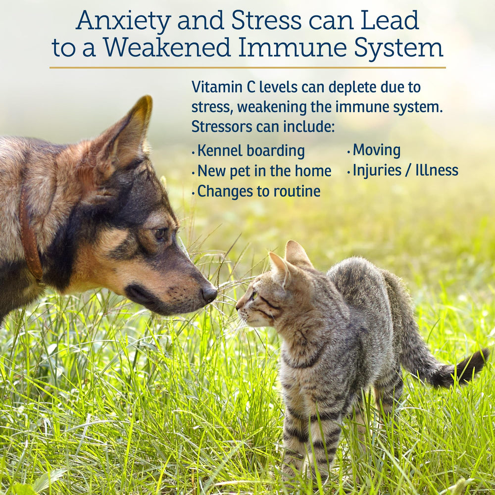 Rx Vitamins Bio-C bottle close-up with dosage context for dogs