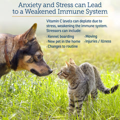 Rx Vitamins Bio-C bottle close-up with dosage context for dogs