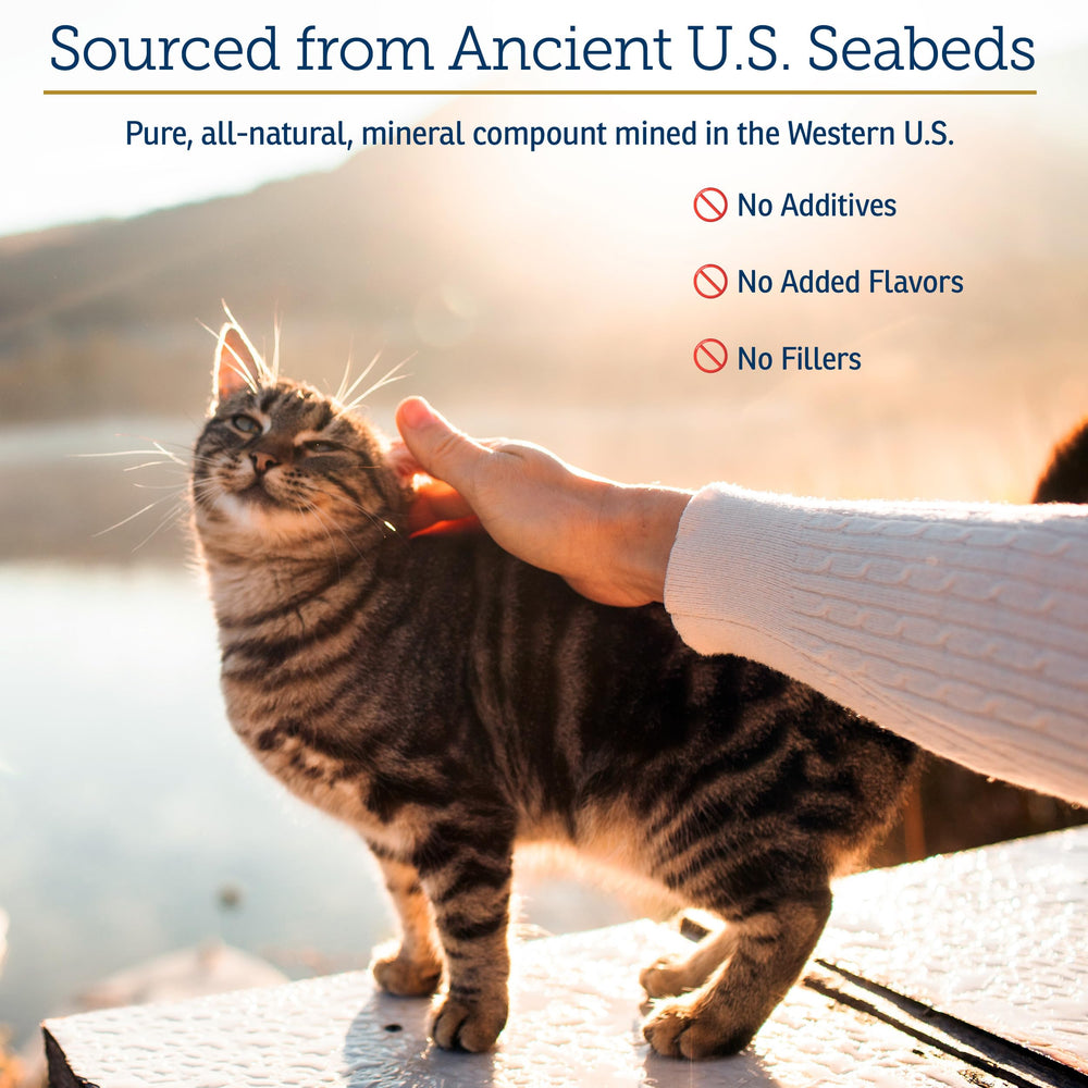 Rx Vitamins Feline Minerals coat closeup showcases shinier fur and healthier-looking skin potential