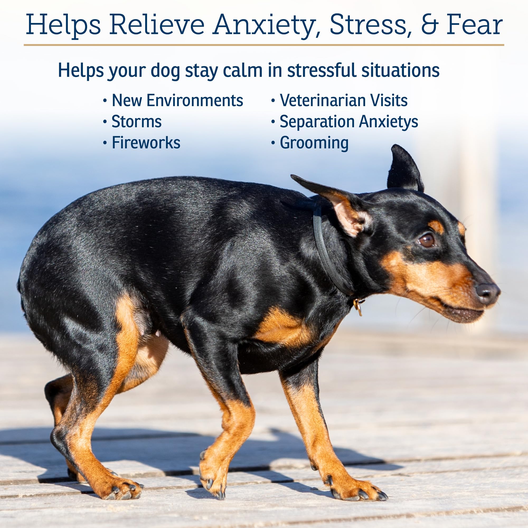 Rx Vitamins NutriCalm bottle on car ride for dog calming cues.