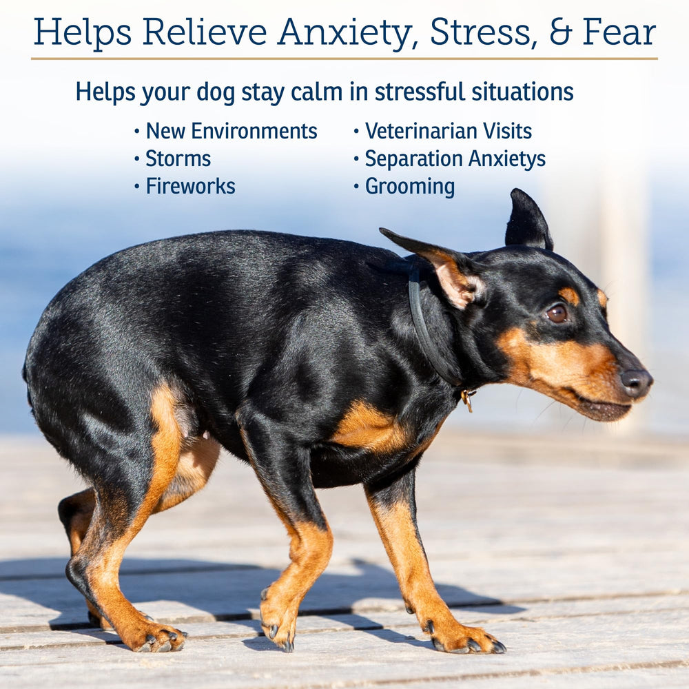 Rx Vitamins NutriCalm bottle on car ride for dog calming cues.