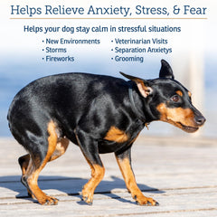 Rx Vitamins NutriCalm bottle on car ride for dog calming cues.