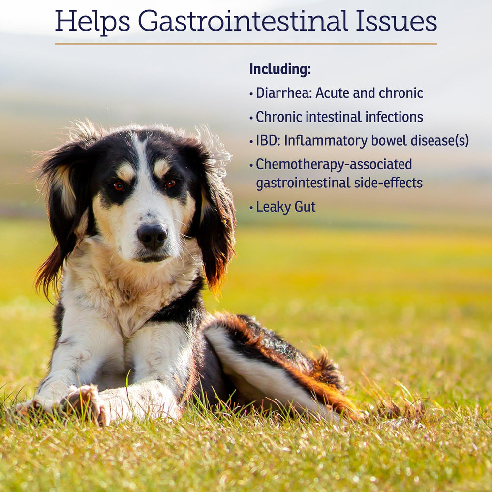 Rx Vitamins NutriGest cat and dog tummy health concept promoting balanced GI health.