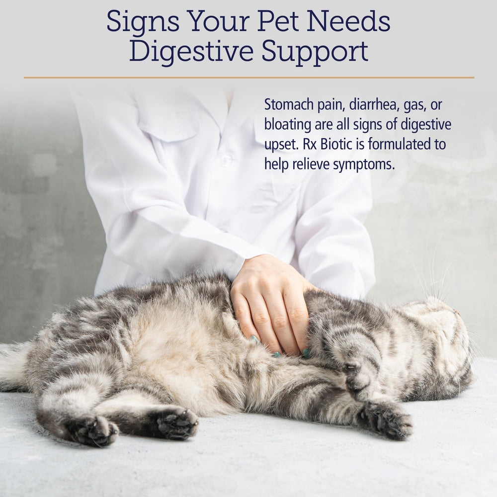 Rx Vitamins Rx Biotic cat digestive support spotlights feline digestion and constipation relief potential.