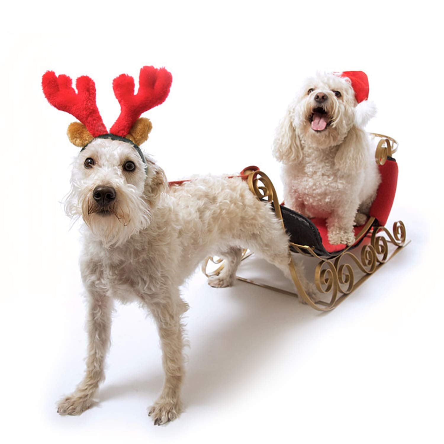 Rypet dog wearing headband at a party or photo shoot.