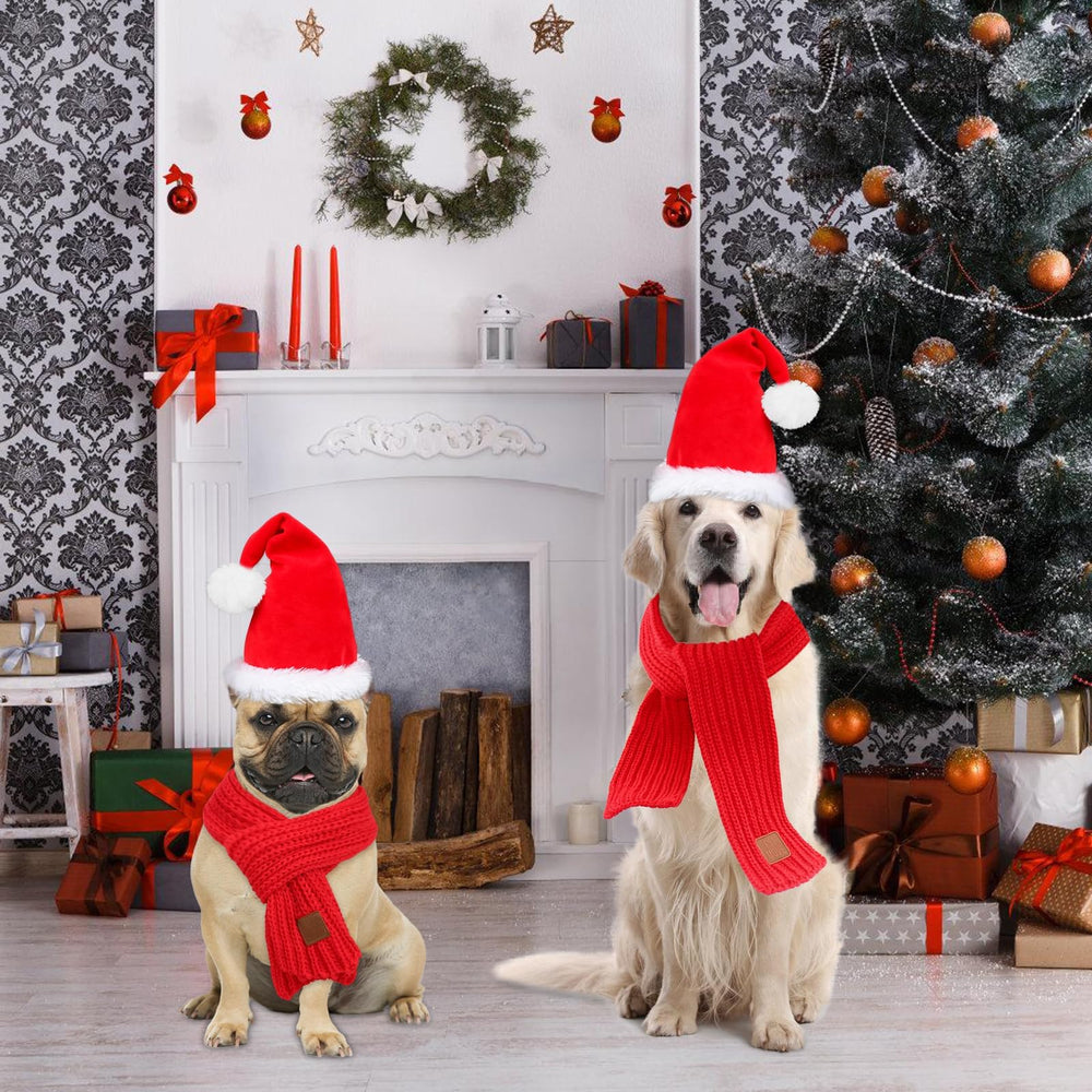 Rypet pet photo session with Santa hat and scarf prop.