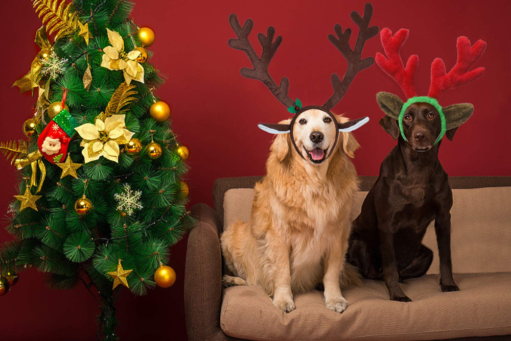 Rypet size guide for choosing between medium and large dogs.