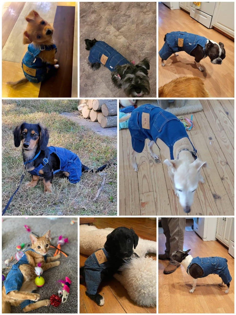 S-Lifeeling gift-ready packaging suggests a perfect present for pet birthdays