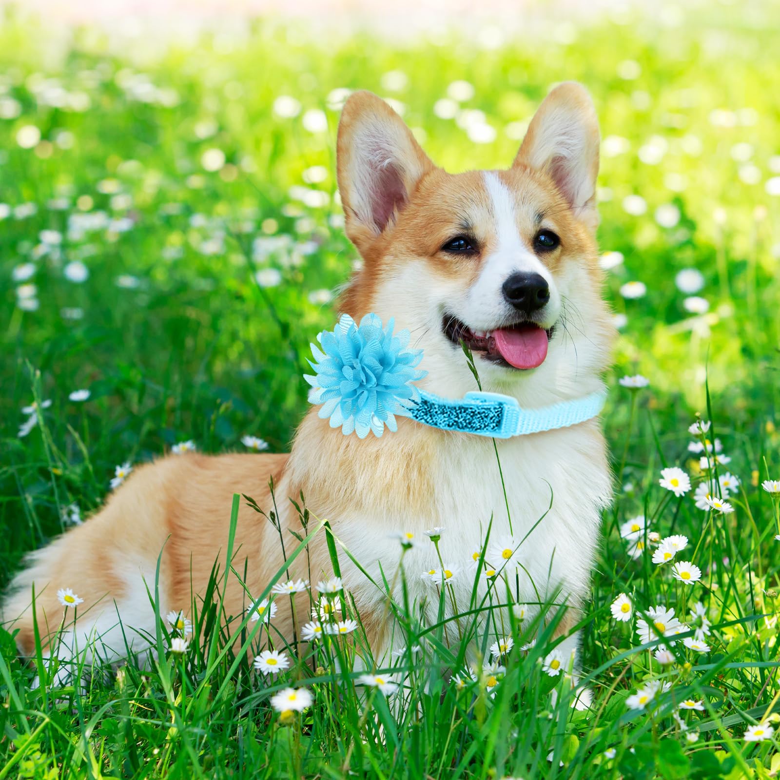 Sadnyy easy DIY collar decoration ideas for quick fashion updates.