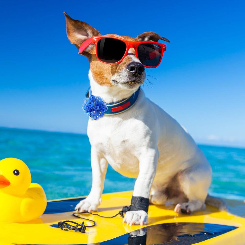 Sadnyy four sizes fit dogs and cats for comfortable flair.