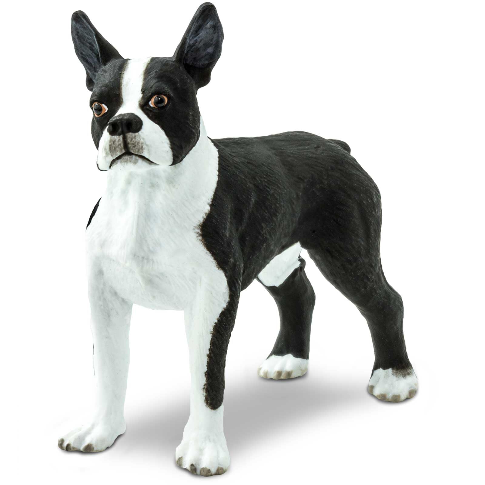Safari Ltd. Boston Terrier Figurine detailed-face for realistic breed study and imaginative play.
