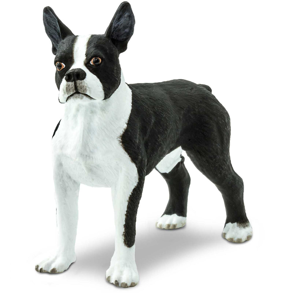 Safari Ltd. Boston Terrier Figurine detailed-face for realistic breed study and imaginative play.
