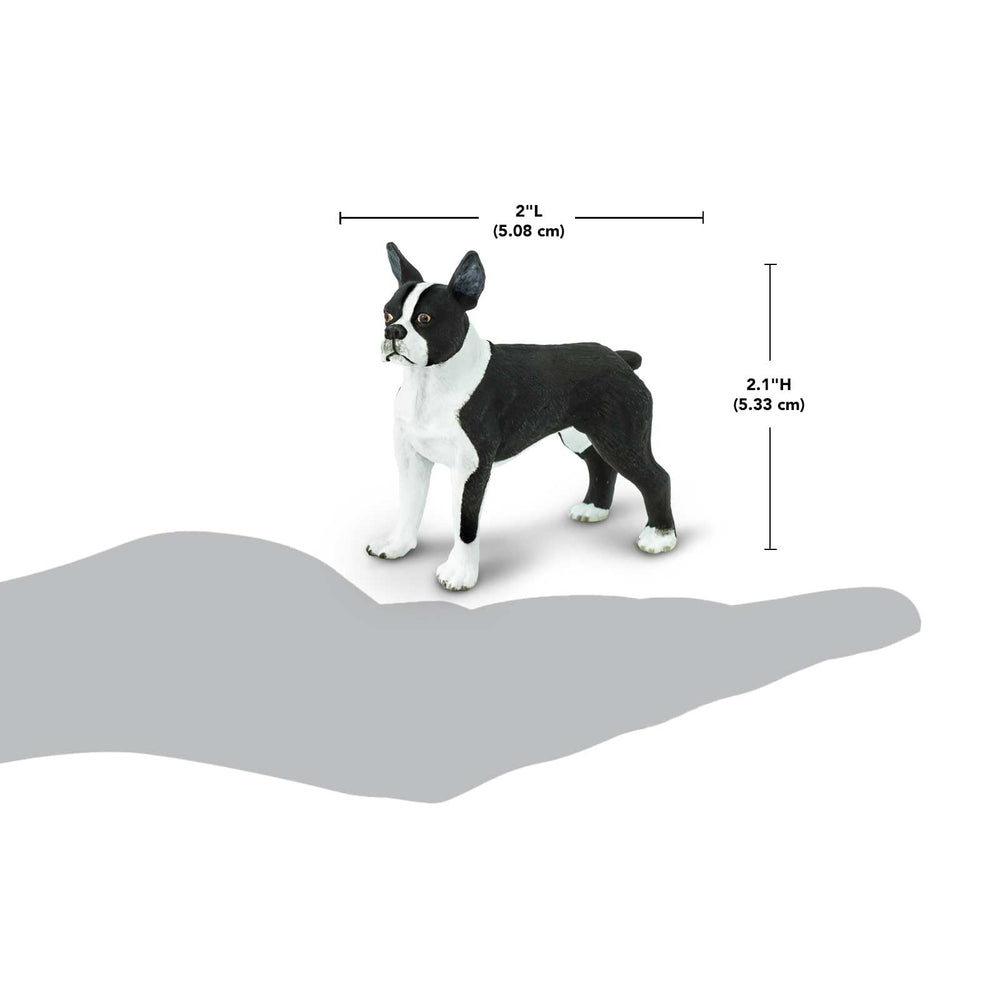 Safari Ltd. Boston Terrier Figurine size reference helps tactile learning for small hands.