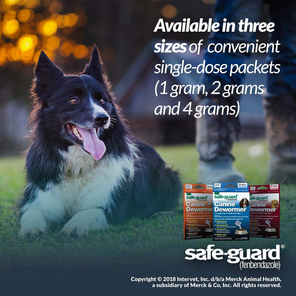 SAFE-GUARD canine dewormer fed to a dog during meals for convenience.