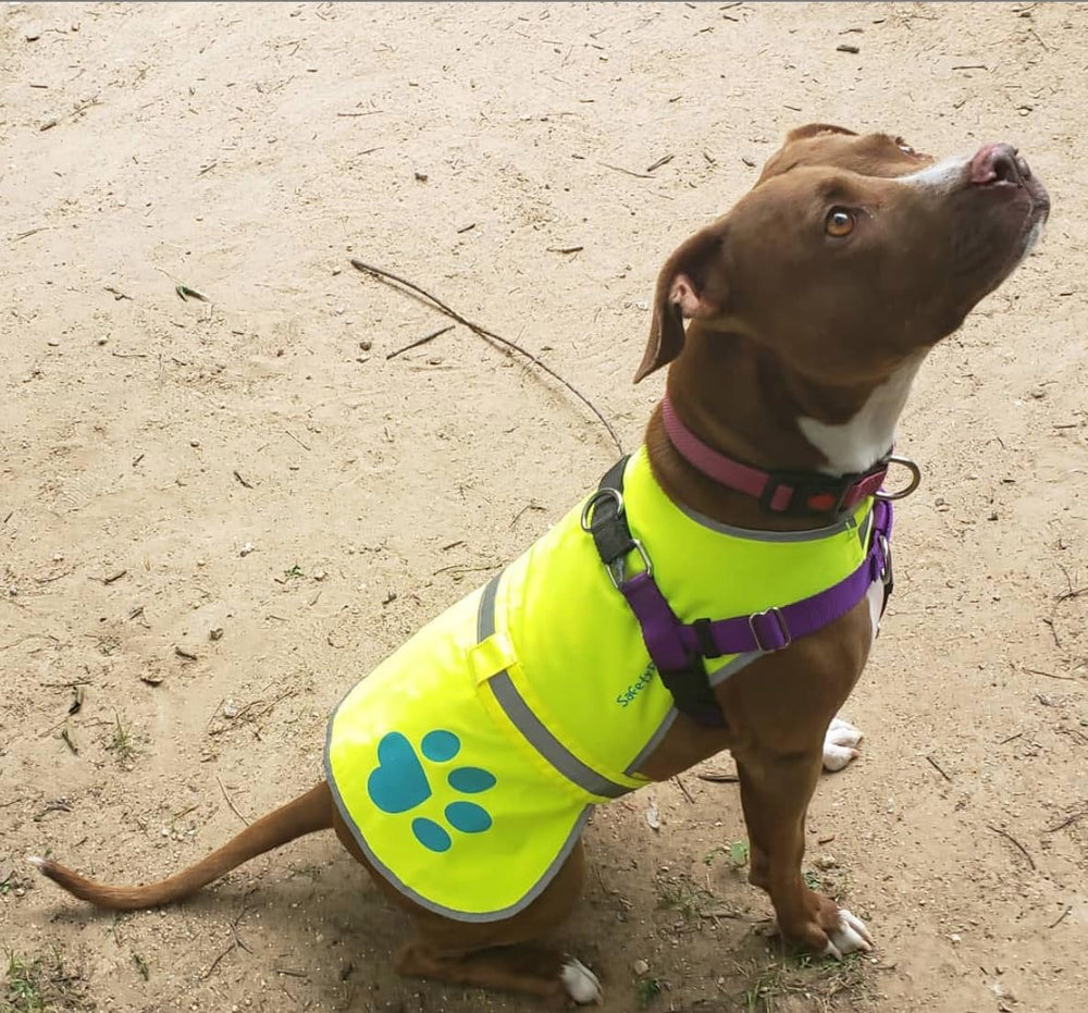 SafetyPUP XD vest with utility strap for poop bags and small accessories on the go.