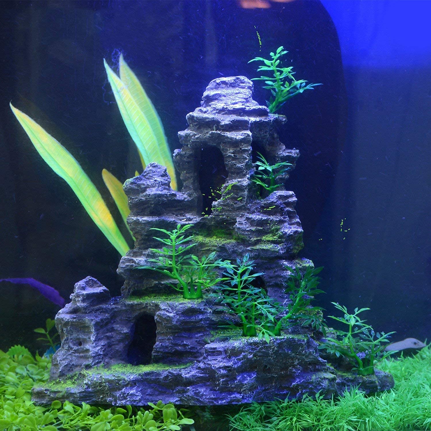 Saim hermit-crab-hideout-rock-cave offers secure shelter for crustaceans